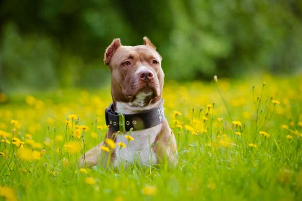 A Few Things that You Must Know Regarding Those Pitbull Bully Breeders