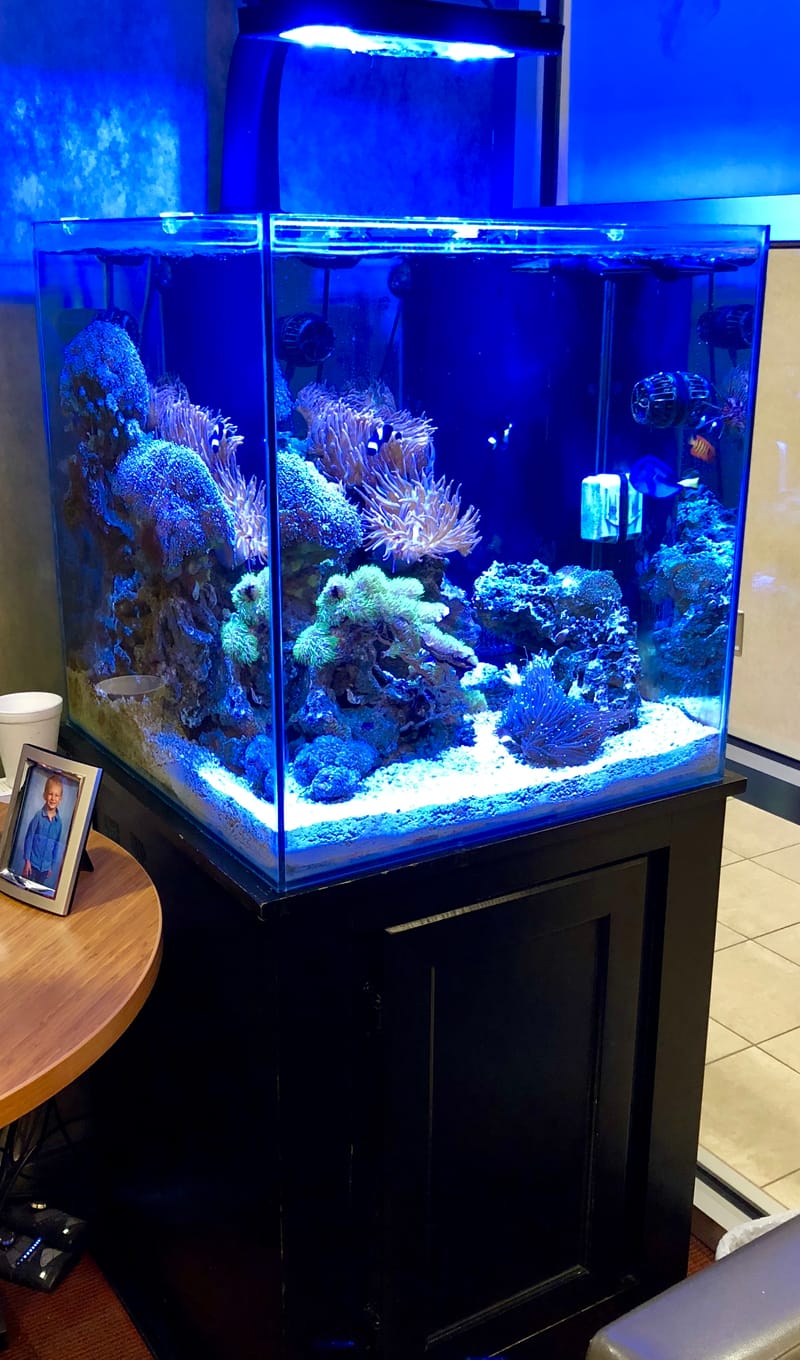 Clark's Aquarium Maintenance Service installs and maintains aquarium