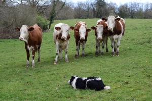 Le Border Collie se déclare de manière innée en adoptant la position de midi : sans ordre il se place naturellement à l'opposé de son maître, face au troupeau